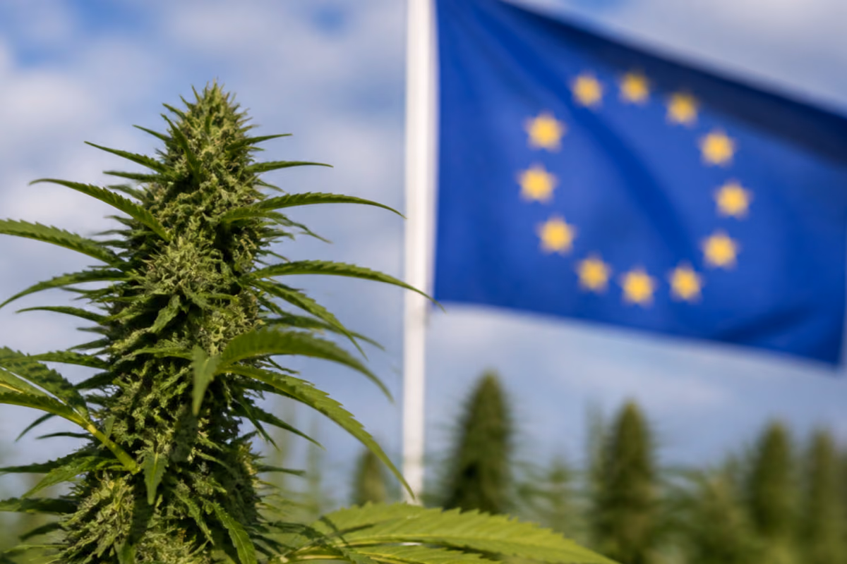 Plant de cannabis en fleurs au premier plan, avec le drapeau de l’Union européenne en arrière-plan
