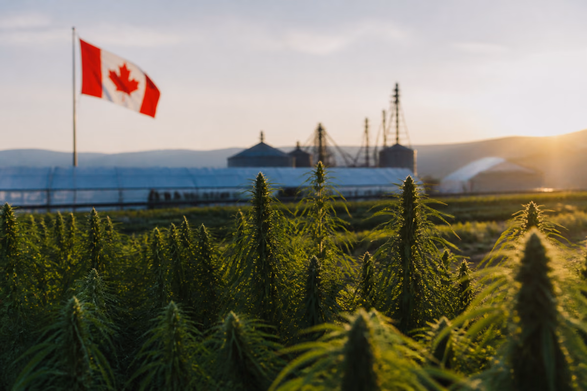 Plants de cannabis dans un champ au coucher du soleil avec un drapeau canadien, des serres et des silos