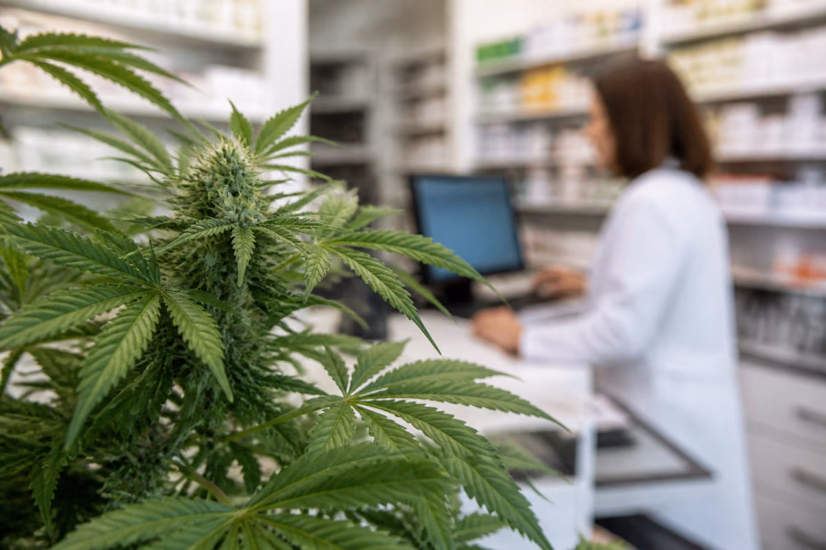 Plant de cannabis en fleur au premier plan, pharmacienne floue travaillant sur ordinateur en arrière-plan